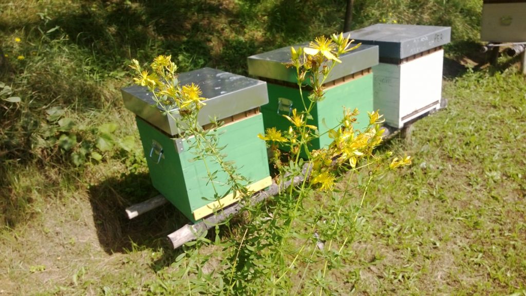 kobela-patrik-mehesz-1