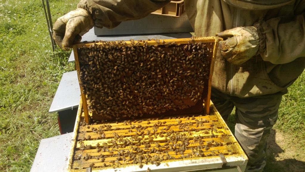 kobela-patrik-mehesz-2