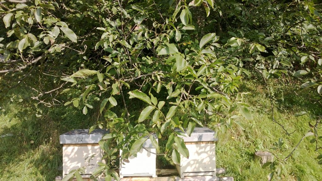 kobela-patrik-mehesz-3