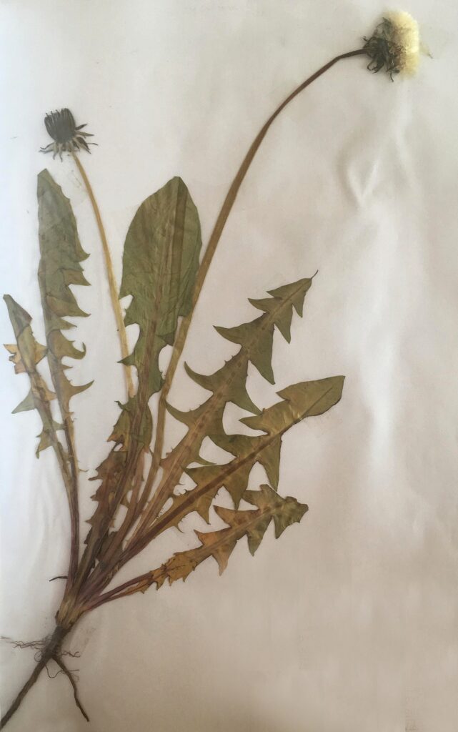 batka-pongyola-pitypang