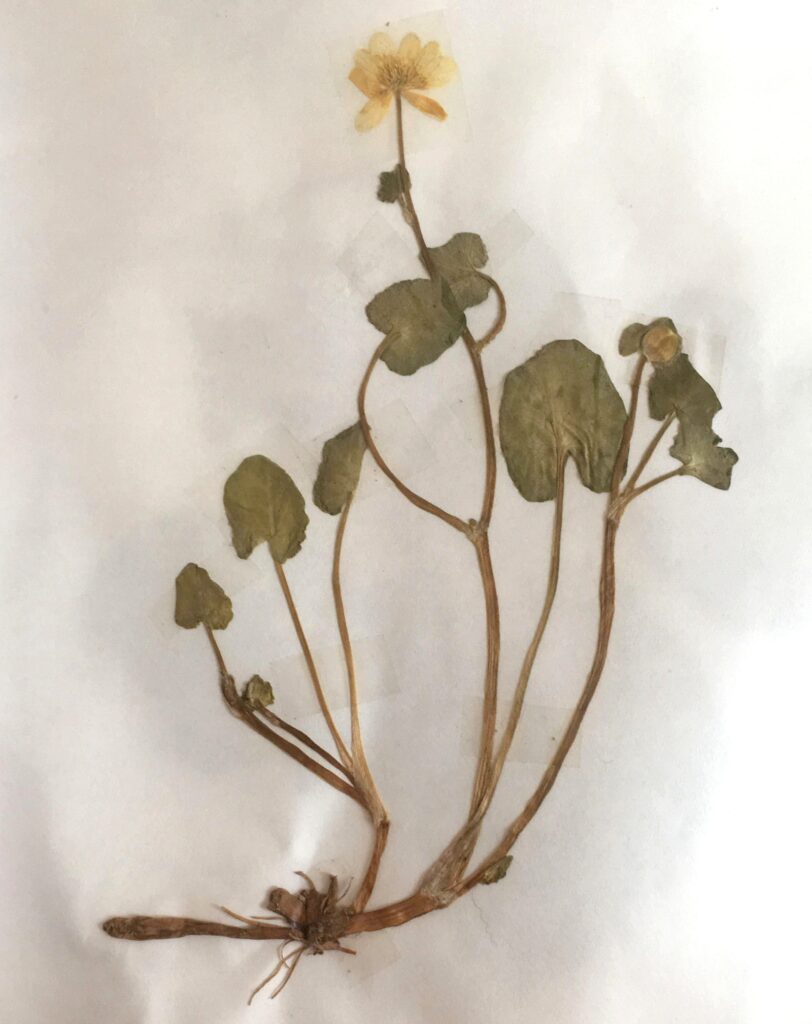 batka-salata-boglarka