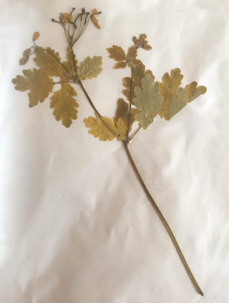 batka-verehullo-fecskefu