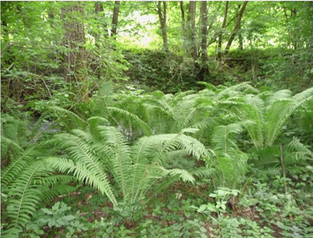 nemesradnot-strucc-pafrany-2