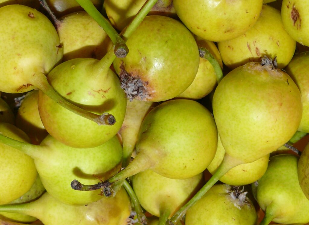 alsobodok-hagyomanyos-gyumolcsfak-3