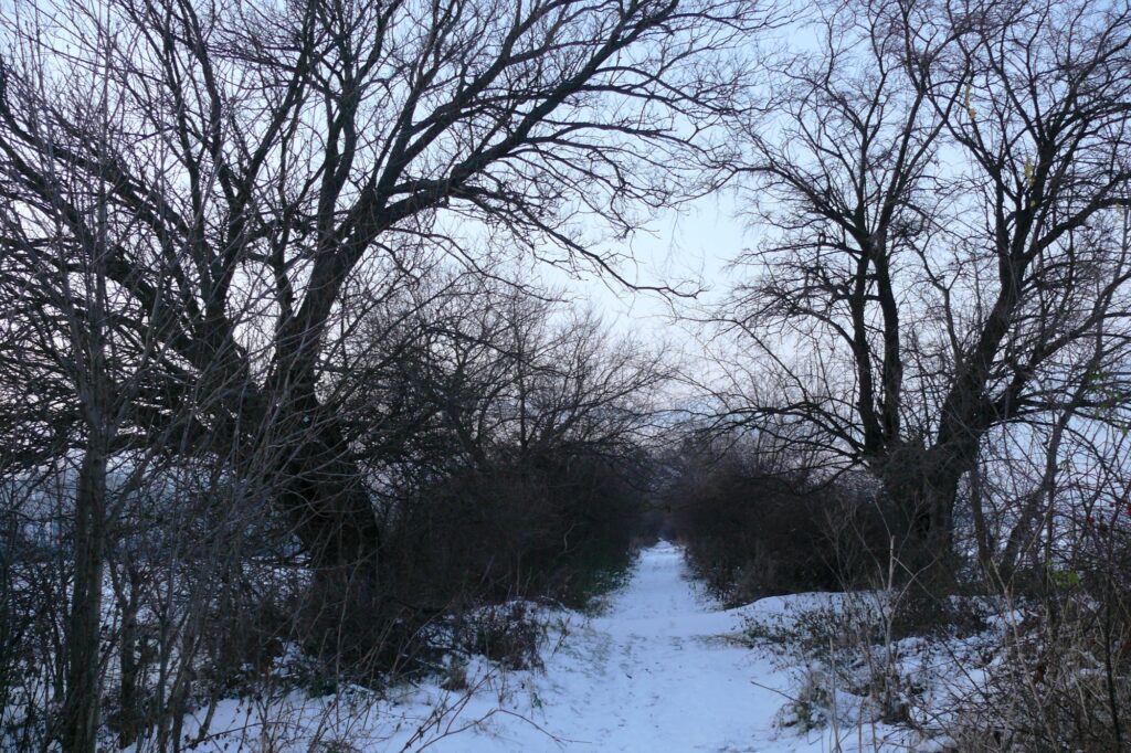 alsobodok-hagyomanyos-gyumolcsfak-2