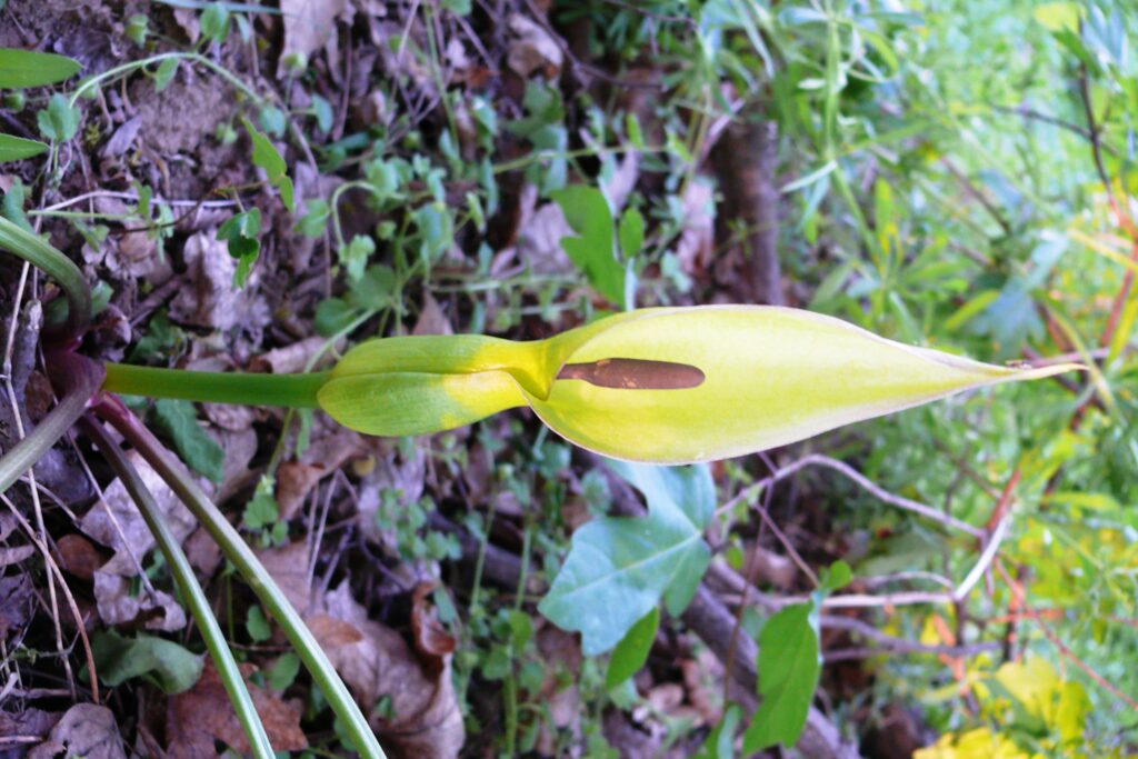 alsobodok-bodok-termeszeti-ertekei-4a