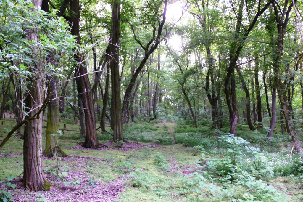 alsobodok-bodok-termeszeti-ertekei-1a