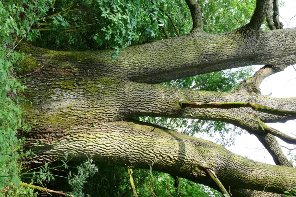 alsobodok-bodok-termeszeti-ertekei-2a