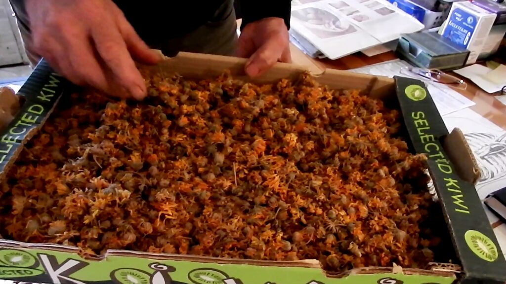 vagfarkasd-gyogyfuves-1