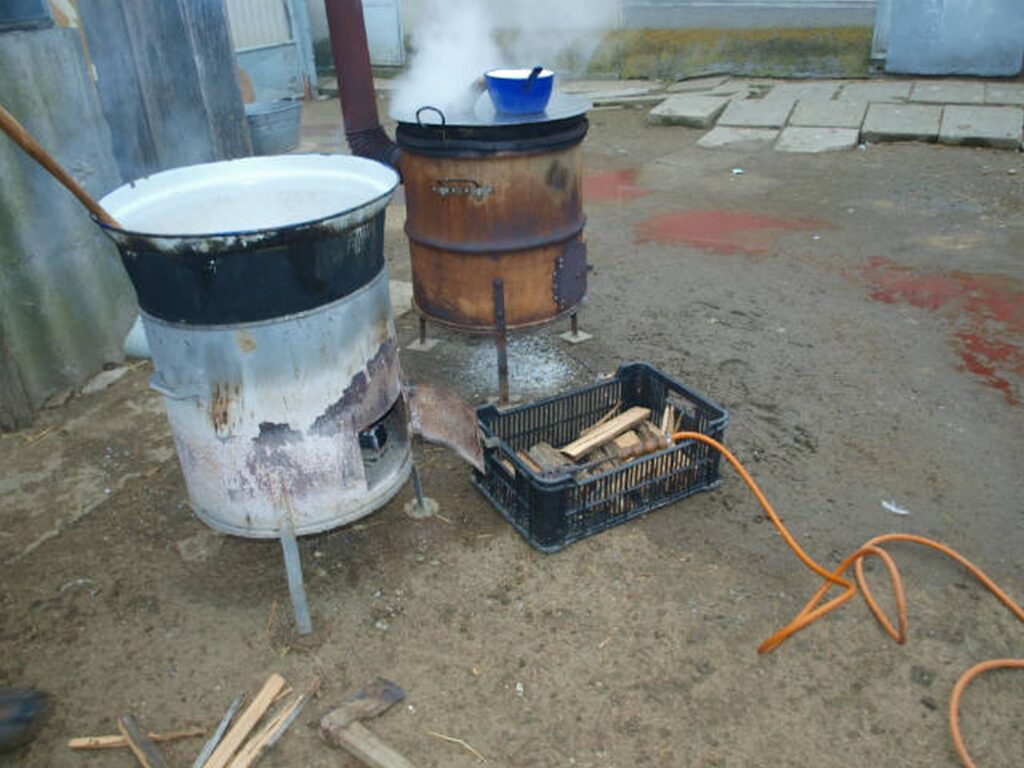 17_Madar_disznotor_zsirsutes