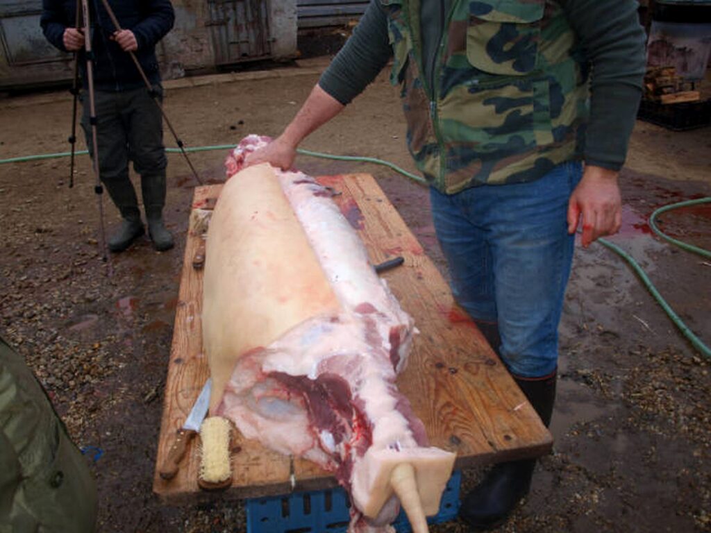 12_Madar_disznotor_malcszetvagasa3