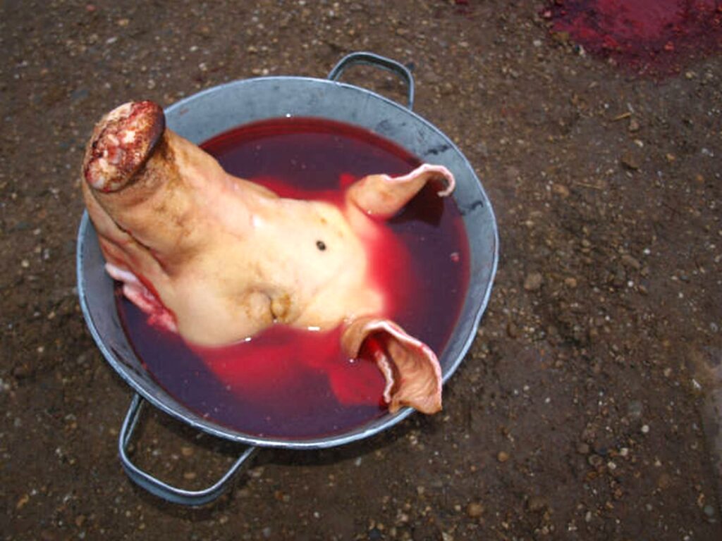 11_Madar_disznotor_malacszetvagasa2