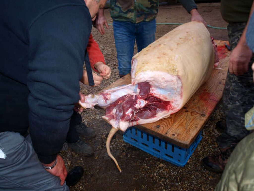 10_Madar_disznotor_malacszetvagasa1