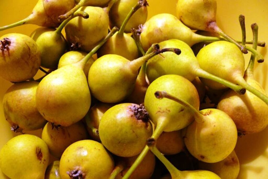 pograny-hagyomanyos-gyumolcsfak-2