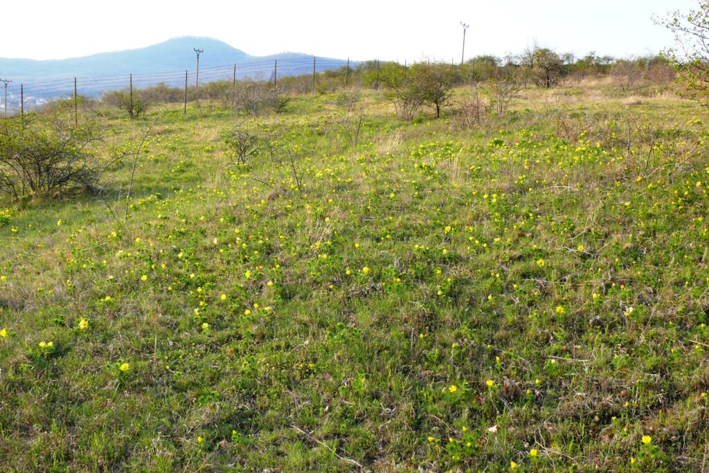 pograny-mali-lejtosztyeppret-2