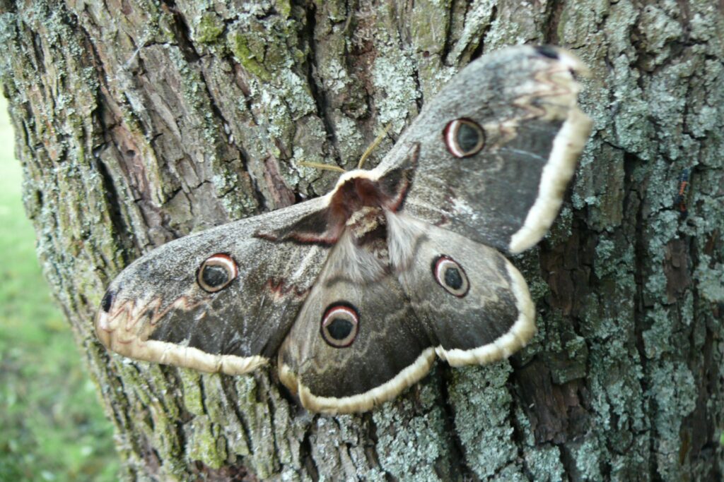 pograny-mali-lejtosztyeppret-4