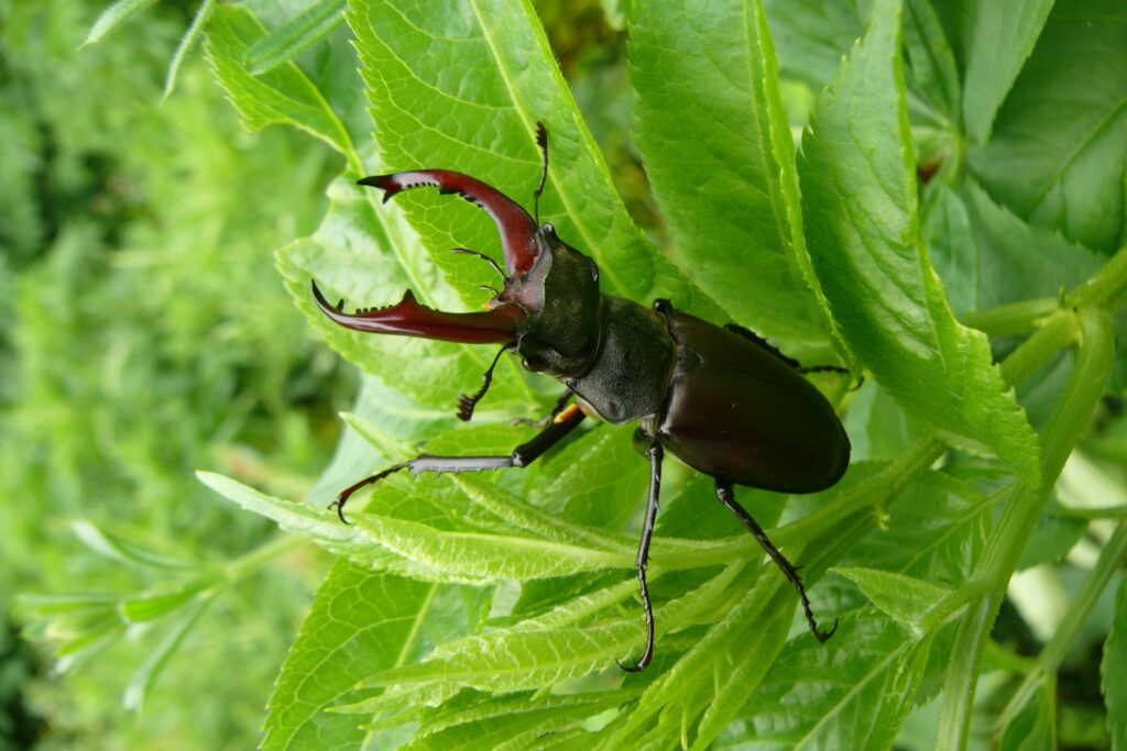 pograny-mali-lejtosztyeppret-5