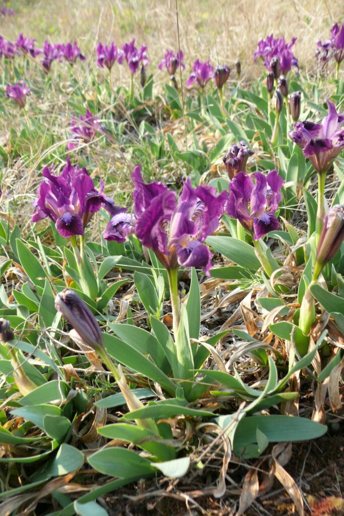 pograny-mali-lejtosztyeppret-3a