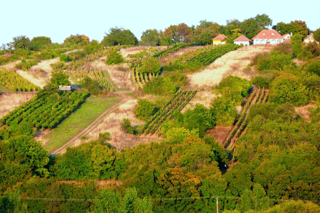 pograny-pogranyi-szolohegyek-es-pincesorok-1a