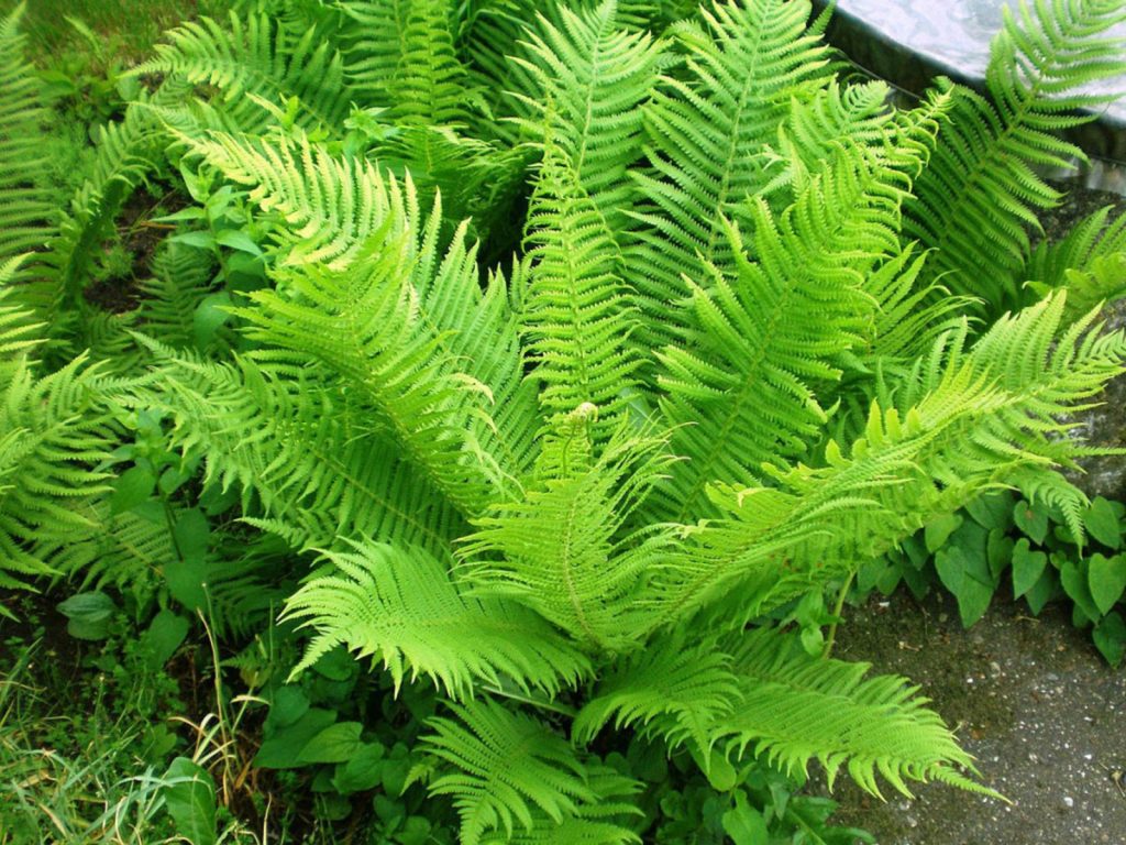 nemesradnot-strucc-pafrany-3