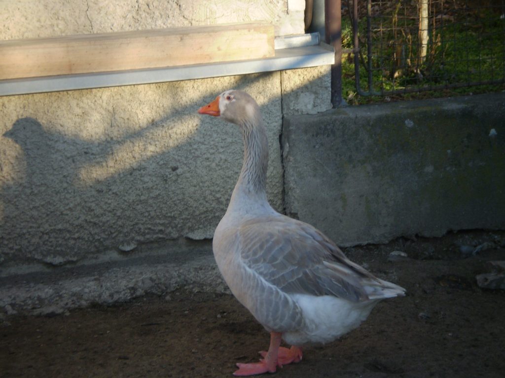 Levai-ludak-2