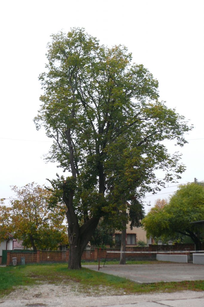 pograny-pogranyi-galambok-kuruc-kori-emlekek-4a