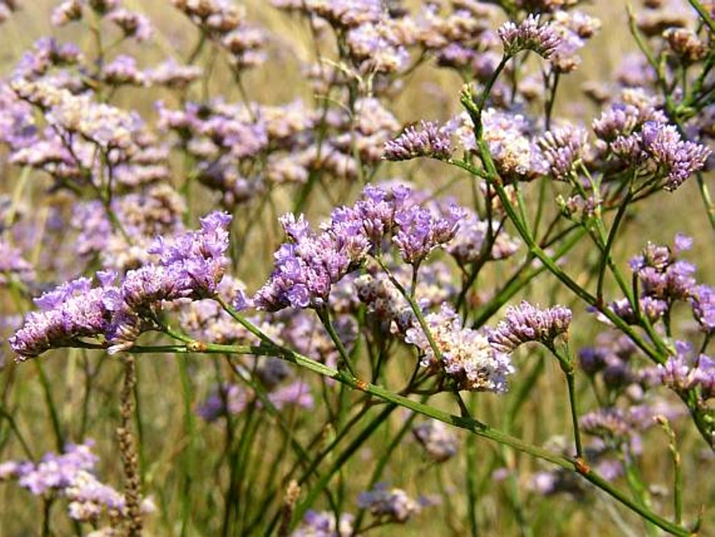 limonium-gmeliny-tisztasok-kohidgyarmat-1