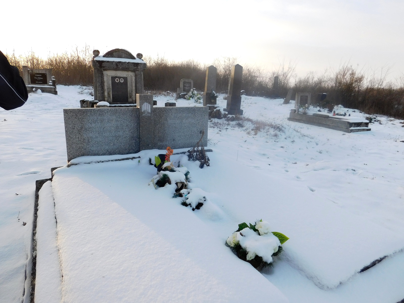 nemesradnot-bodon-barna-1-sirja (1)