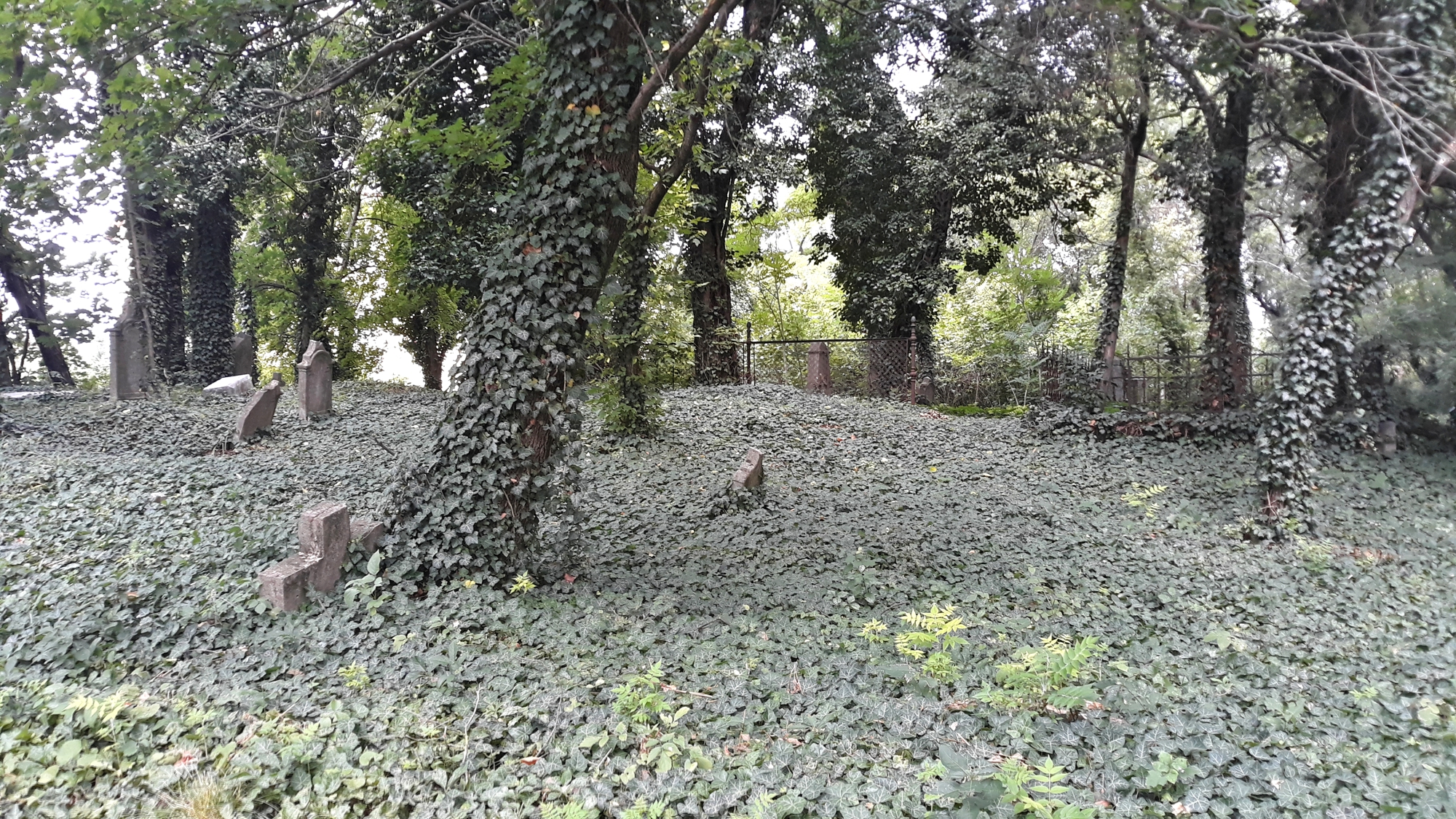 Karva_oregtemetoi_sirok (5)