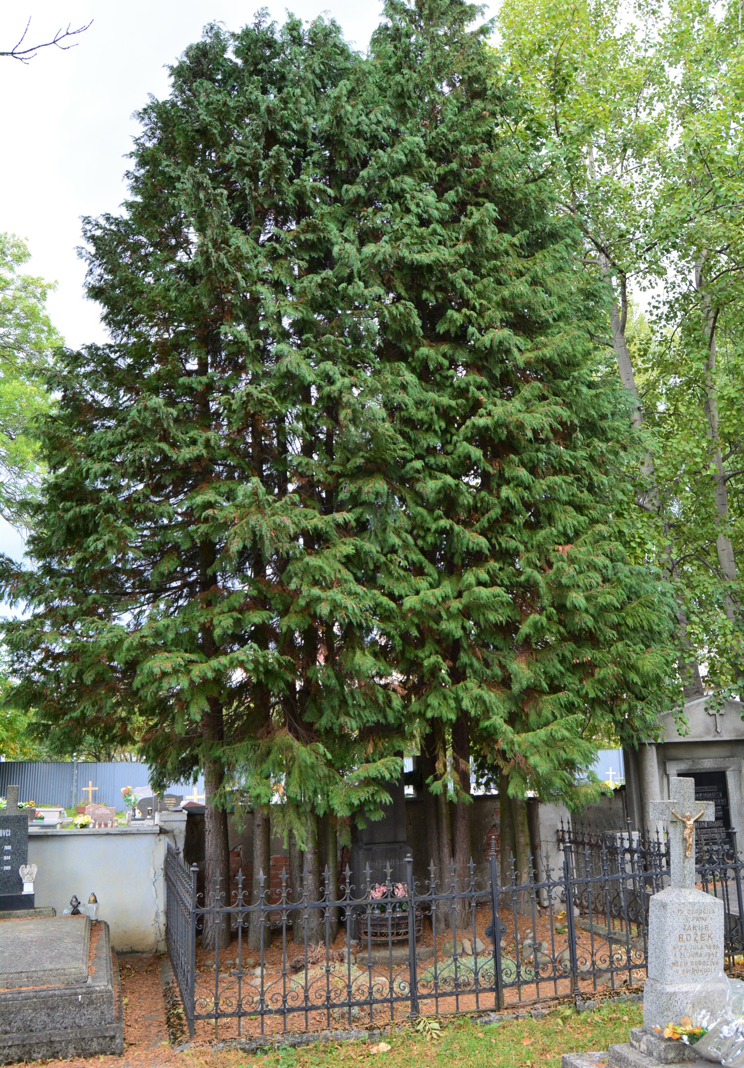 szepesszombat-genersich-aurel-sirja (1)