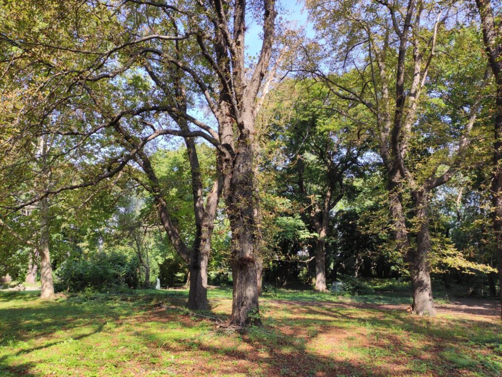 Karva_Szarvassy_kastely_park (35)