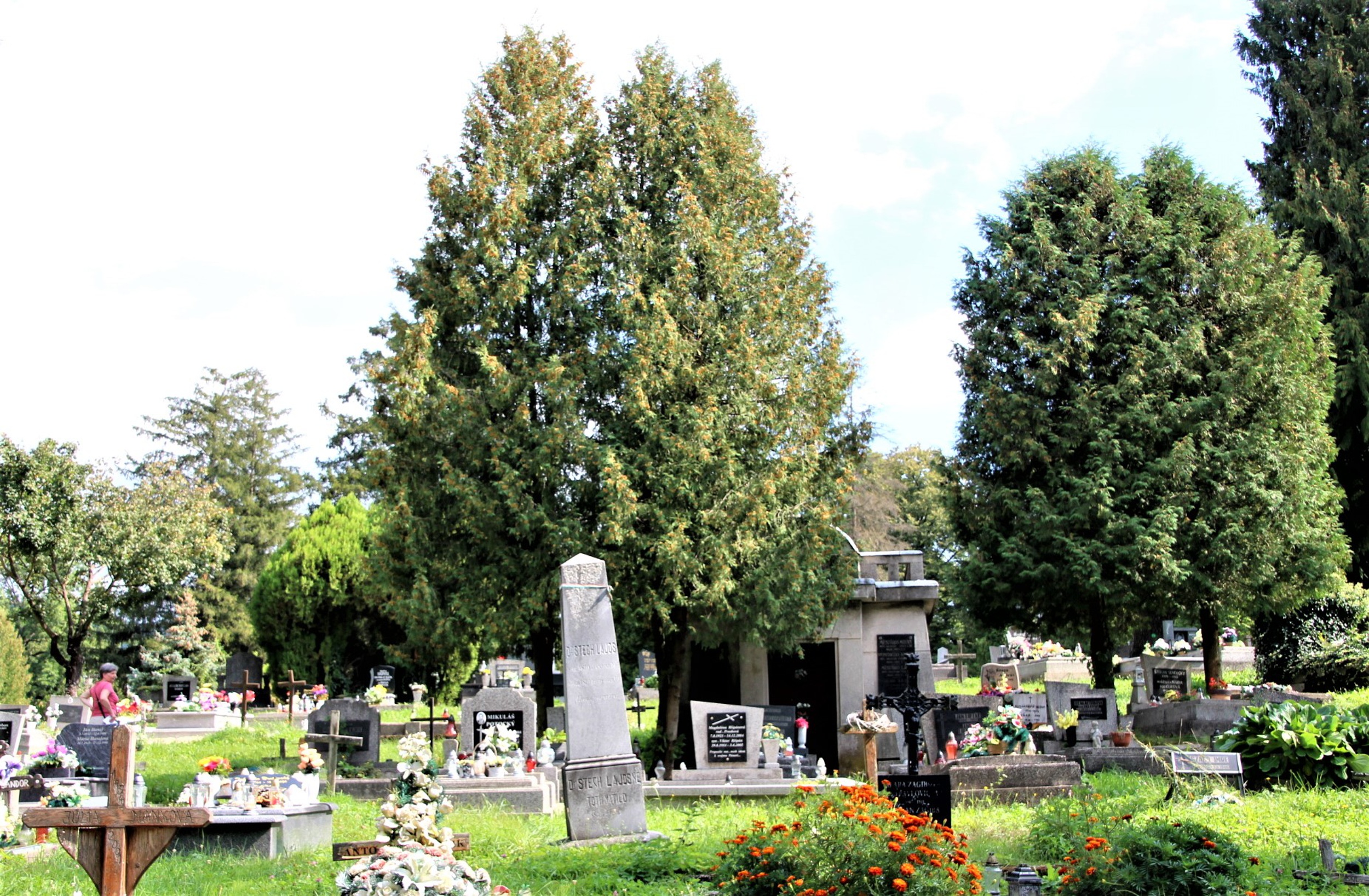 rozsnyo-dr-stech-lajos-sirja (1)