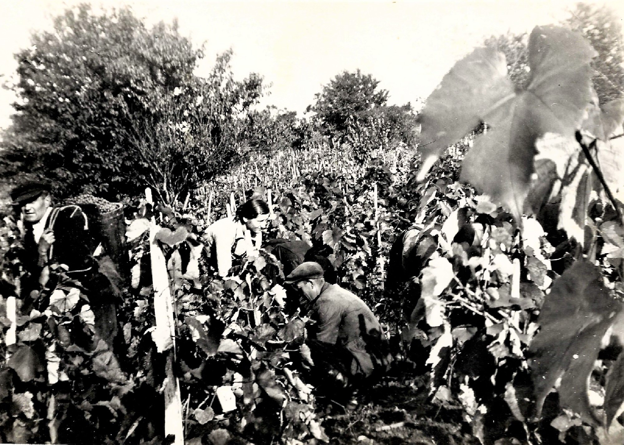 hontfuzesgyarmat-szuret-nagyeknal