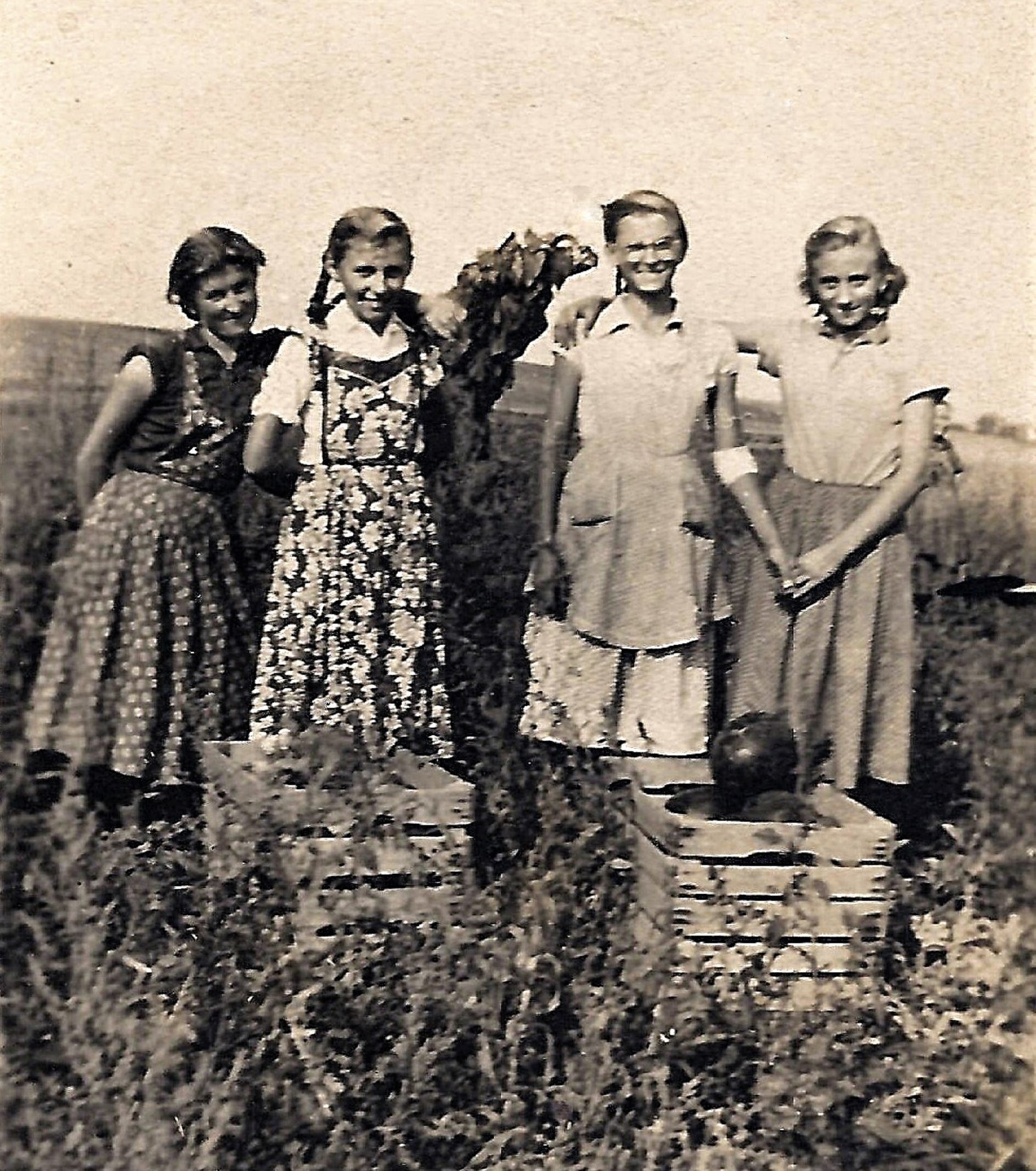 hontfuzesgyarmat-dinnye-szedes