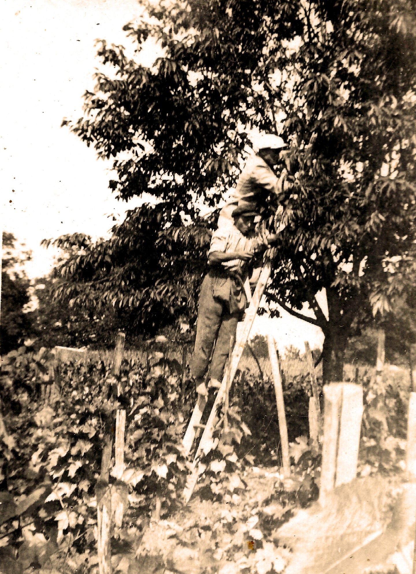 hontfuzesgyarmat-csereszye-szedes