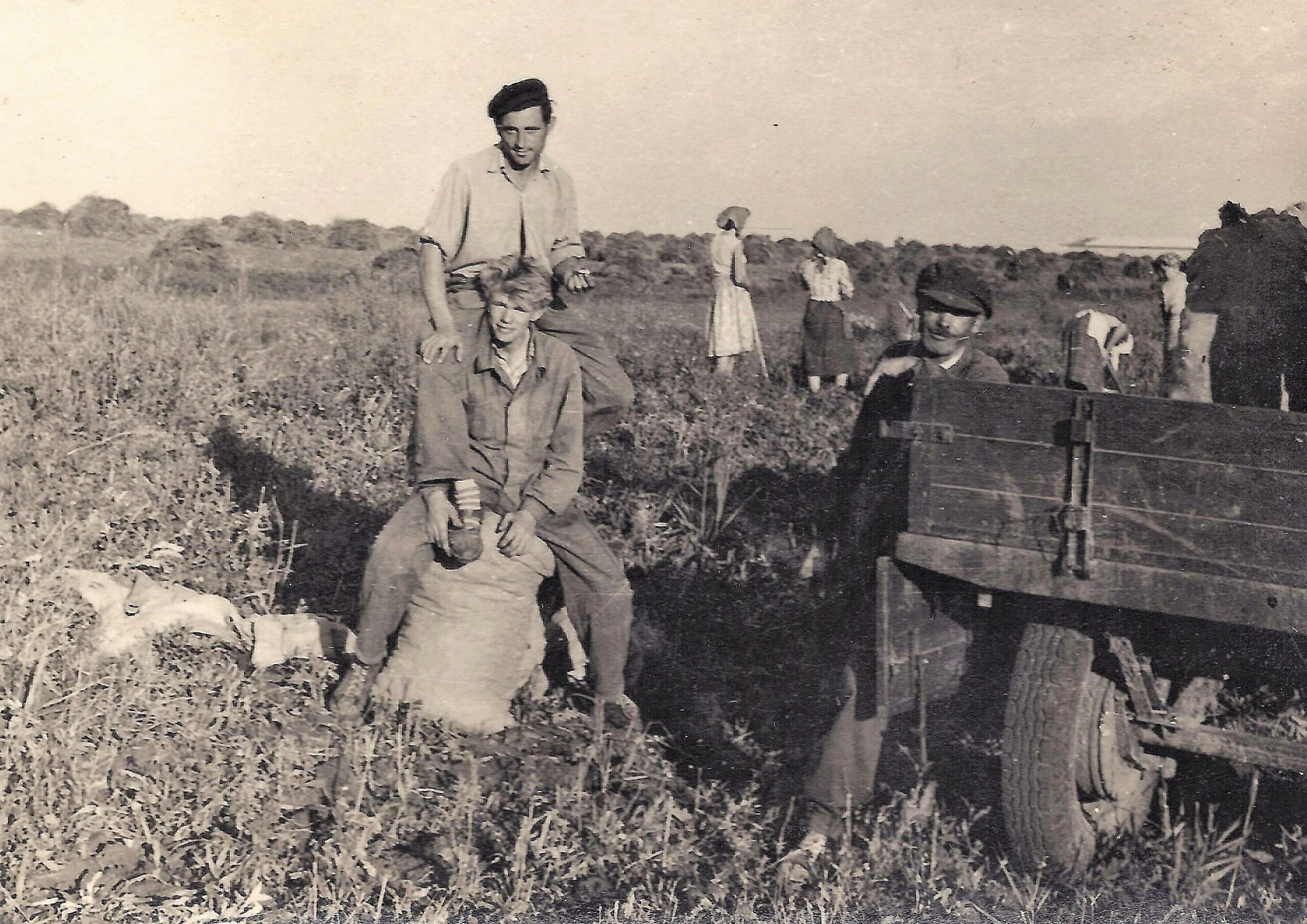 hontfuzesgyarmat-krumpli-szedes