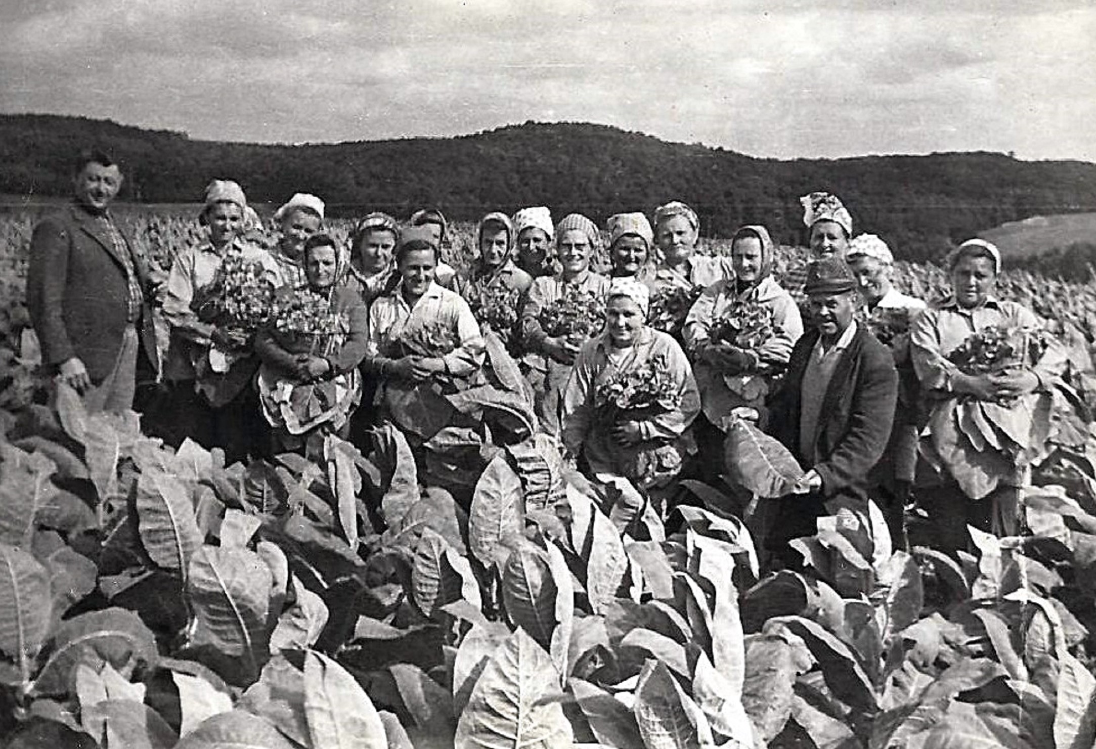 hontfuzesgyarmat-dohanyszedes (2)