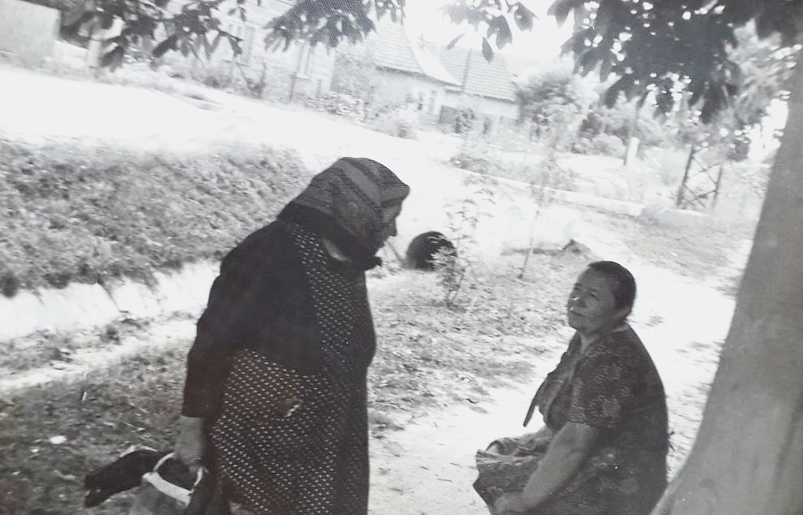 Madar_pillanatkep_Foszeg_1981