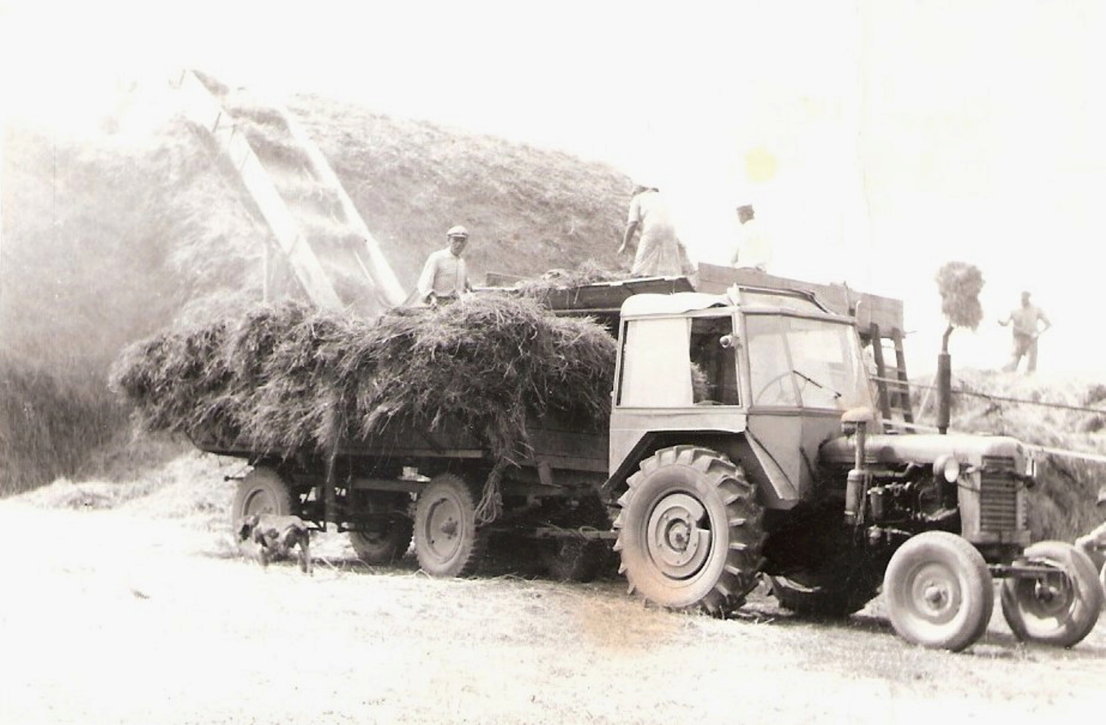 balogvolgy_szalmakazalrakas