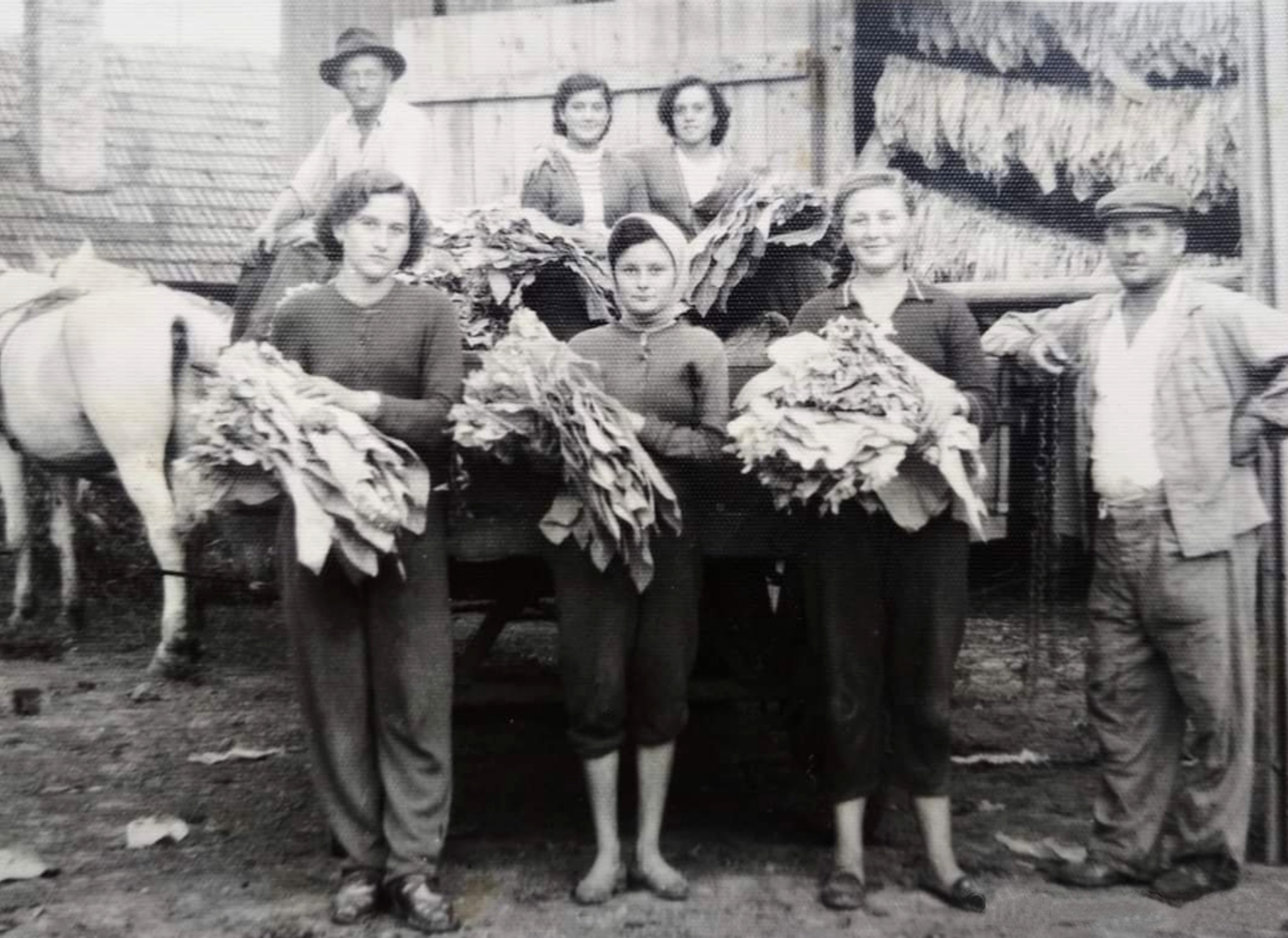 nagyolved-dohany-simogatas-cca1955