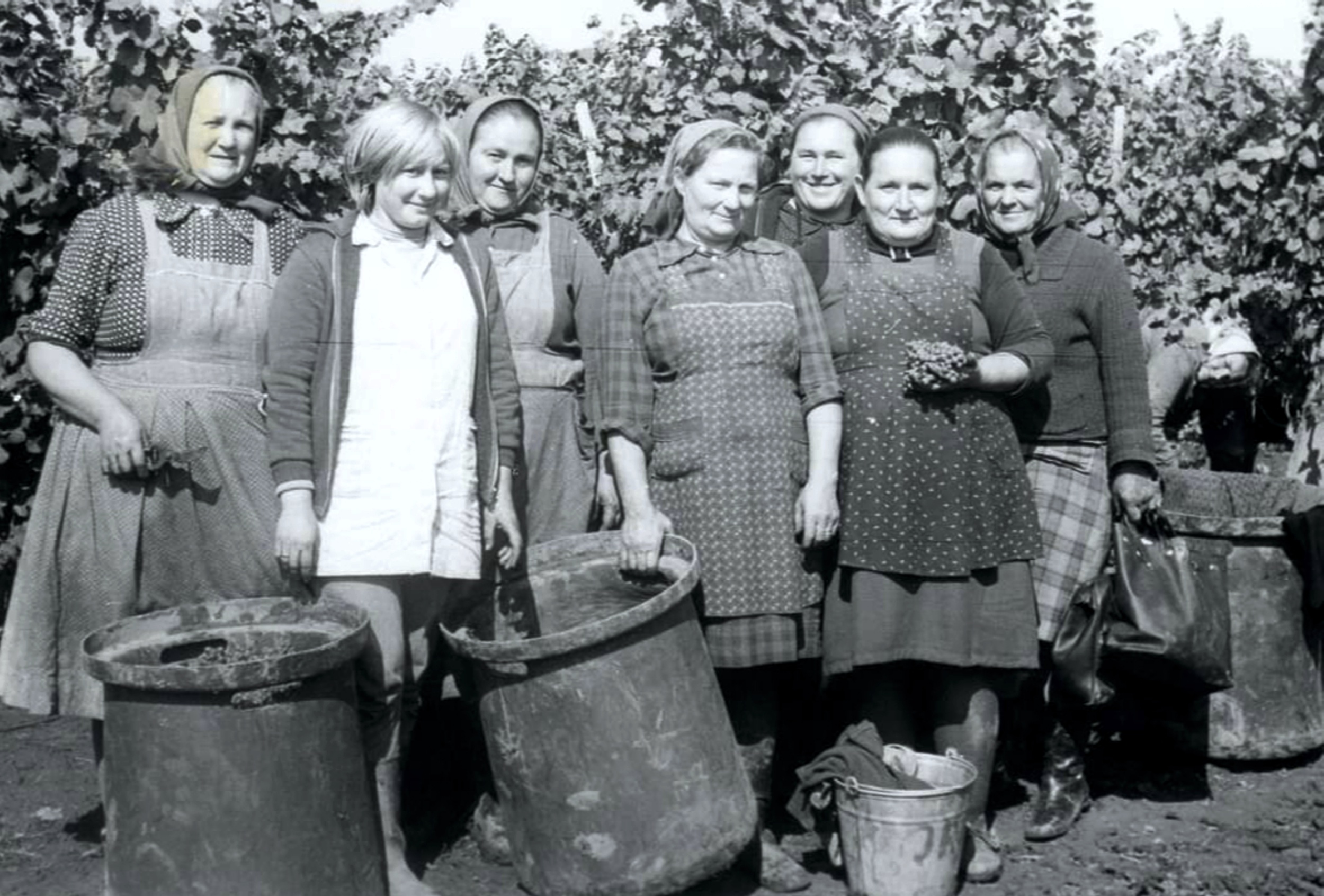 nagyolved-szuret (1)