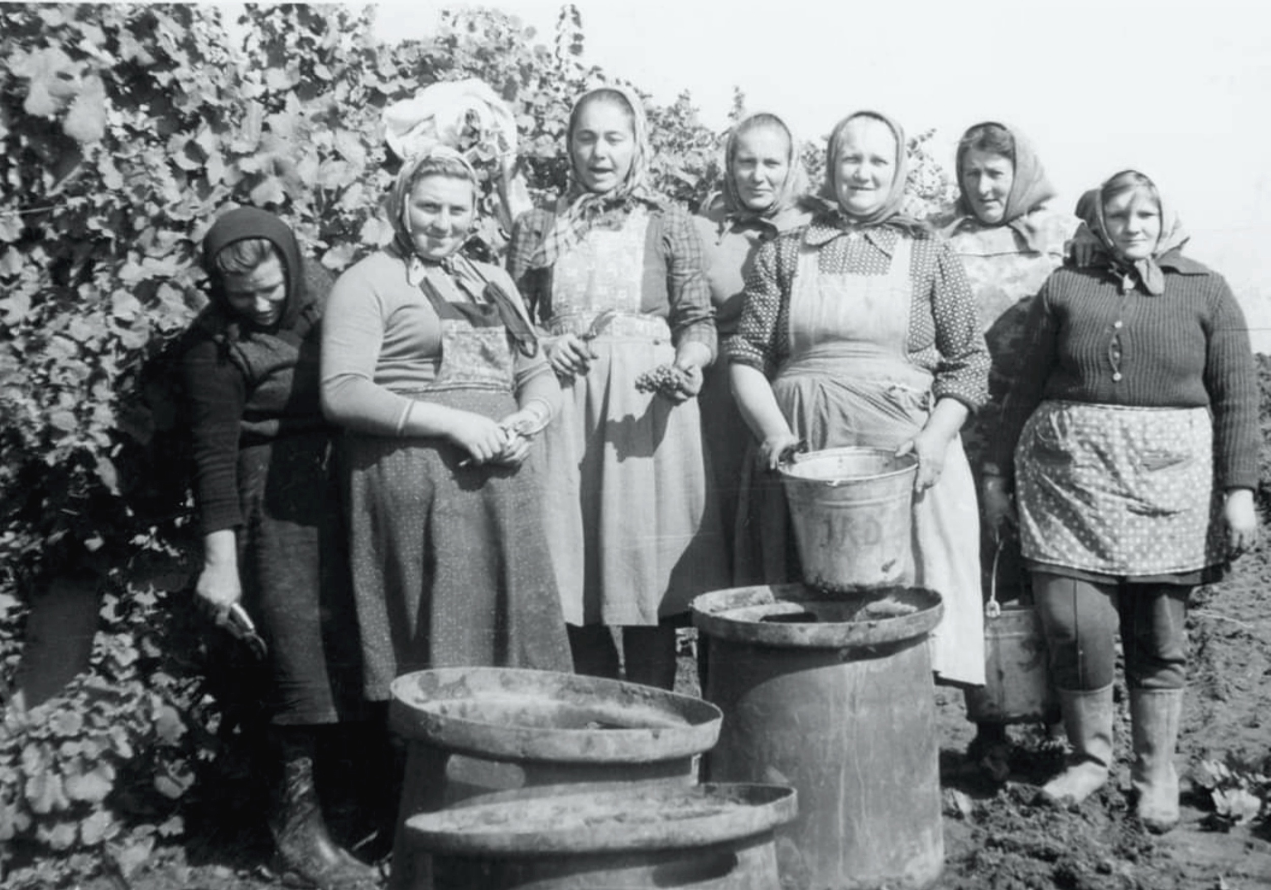 nagyolved-szuret (2)