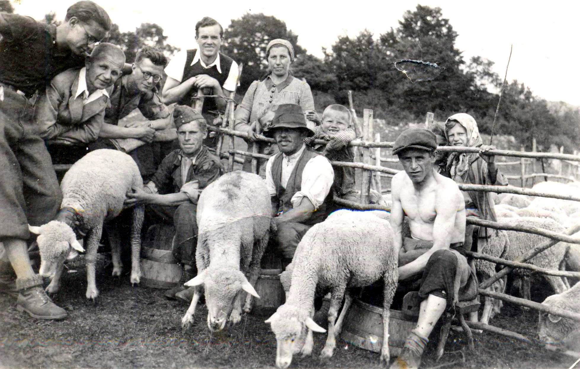 Juhok fejése Pelsőcön