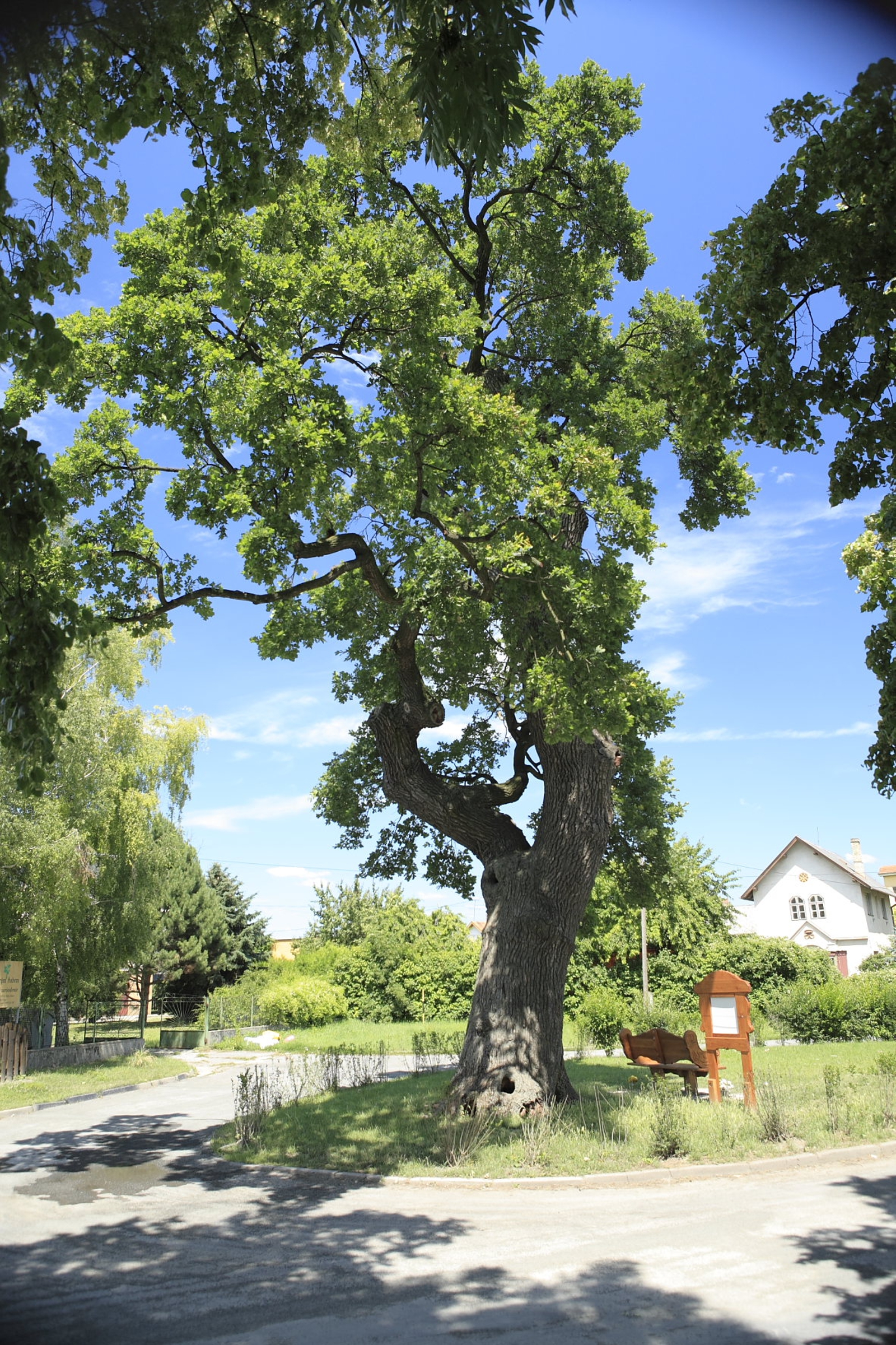 nagymegyeri-matyasfa-a