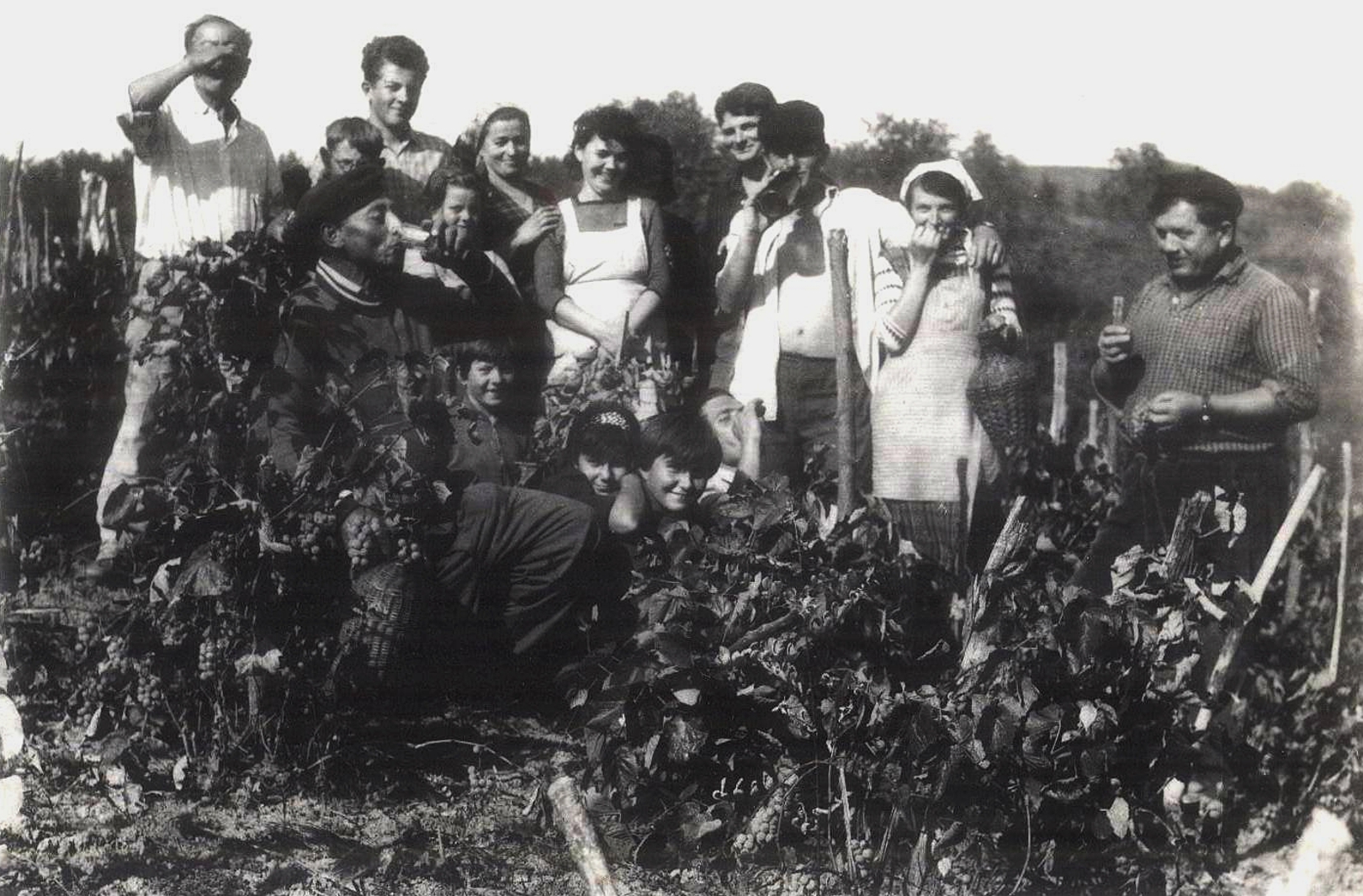 Szüret az Eszrőben I.