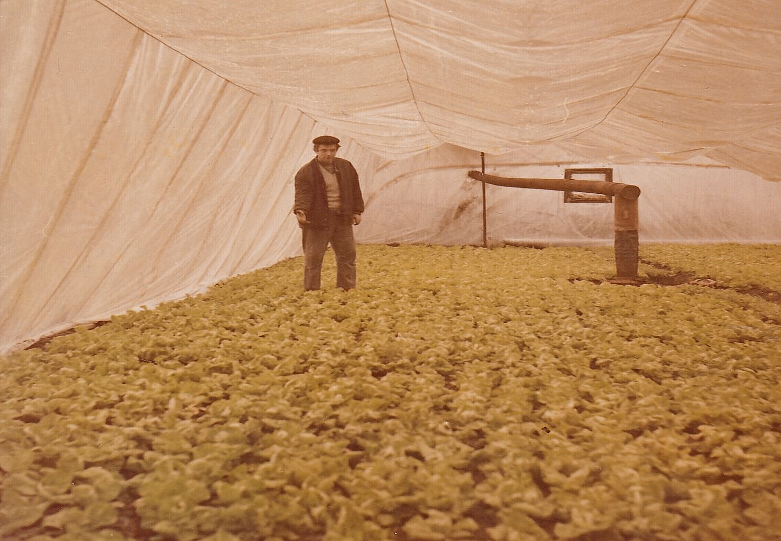 csicso-salata-termesztes