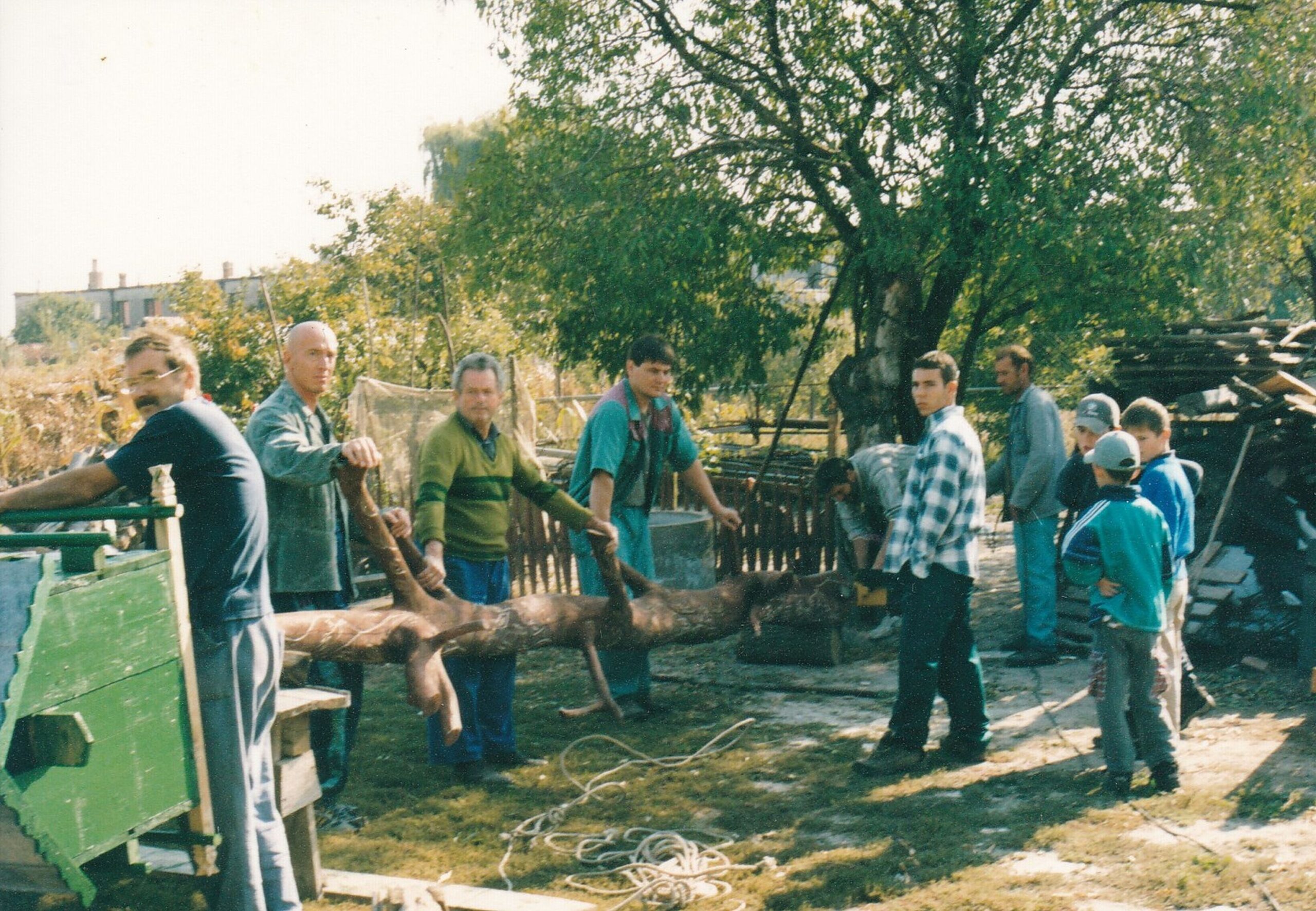 csicso-galambduc-allitas