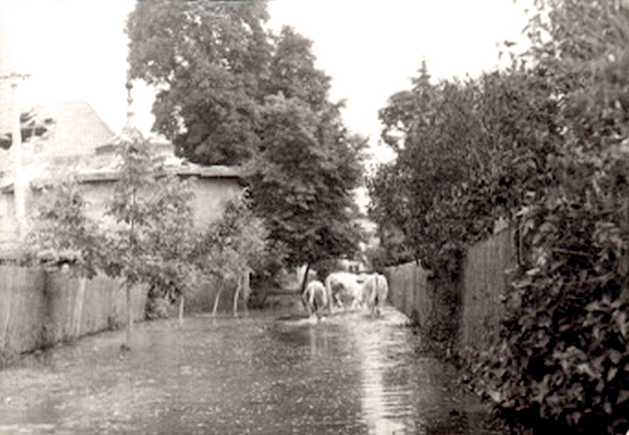 csicso-arviz-tehenek